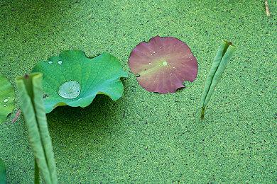 磁带妖怪怎么联机？磁带妖怪双人联机方法攻略